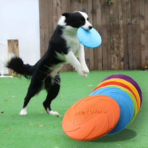 How to Keep Your Pet Active and Healthy Every Day