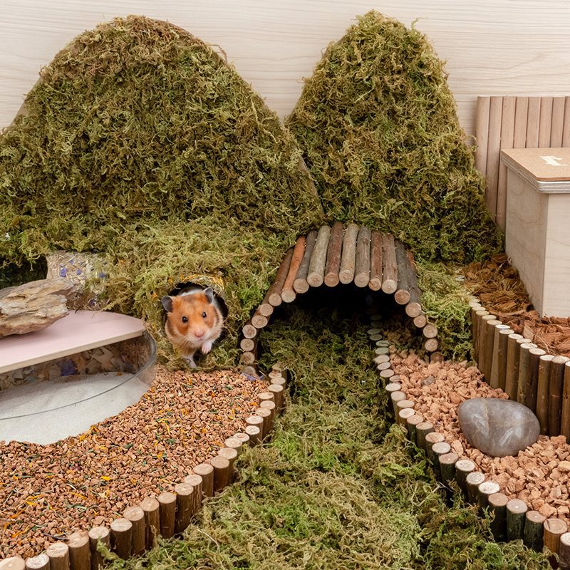 Oak Cork Digging Hamster Cage Landscaping Supplies