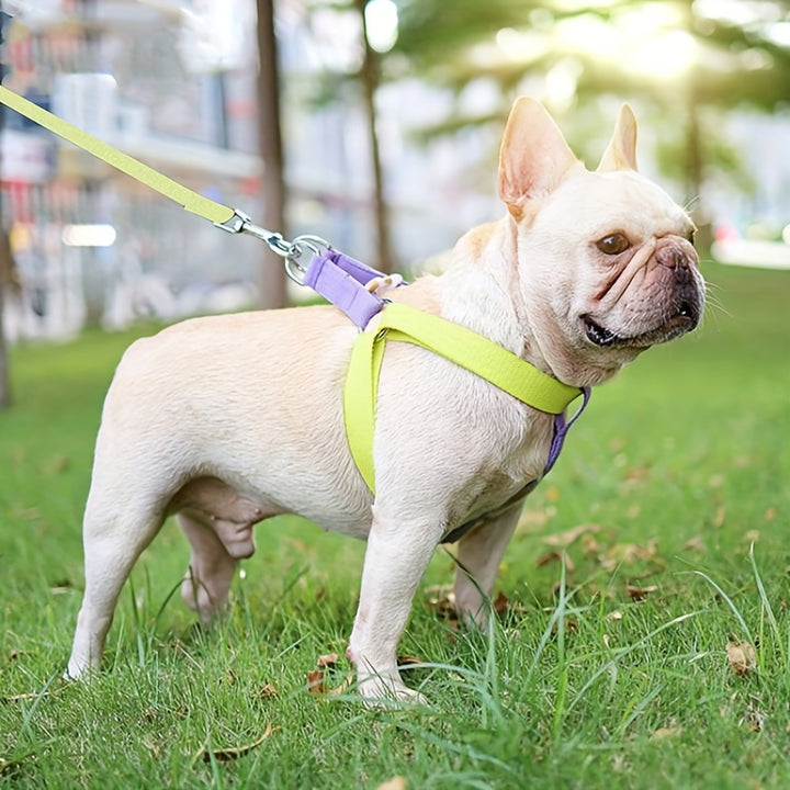 Rainbow Colorblock Pet Harness Chest Leash