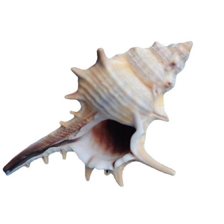 Natural Shell Conch Conch 5-9cm Home Fish Tank Micro Landscape Decoration